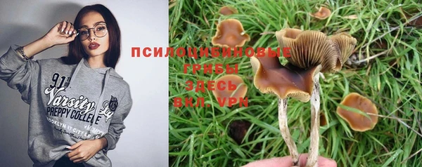 прущие грибы Дмитров
